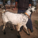 Karachi - Bakra - Weight: 11 - 13 kg - Qurbani 2026 (Free Meat Delivery)