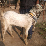 Karachi - Bakra - Weight: 11 - 13 kg - Qurbani 2026 (Free Meat Delivery)