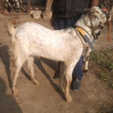 Karachi - Bakra - Weight: 11 - 13 kg - Qurbani 2026 (Free Meat Delivery)