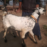 Karachi - Bakra - Weight: 11 - 13 kg - Qurbani 2026 (Free Meat Delivery)