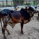 Karachi - Full Cow - 7 Shares - Weight: 80 - 100 kg - Qurbani 2026 (Free Meat Delivery)