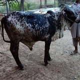 Karachi - Full Cow - 7 Shares - Weight: 80 - 100 kg - Qurbani 2026 (Free Meat Delivery)