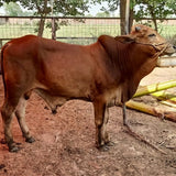 Karachi - Full Cow - 7 Shares - Weight: 80 - 100 kg - Qurbani 2026 (Free Meat Delivery)