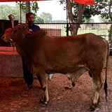 Karachi - Full Cow - 7 Shares - Weight: 80 - 100 kg - Qurbani 2026 (Free Meat Delivery)