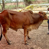 Karachi - Full Cow - 7 Shares - Weight: 80 - 100 kg - Qurbani 2026 (Free Meat Delivery)