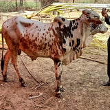 Karachi - Full Cow - 7 Shares - Weight: 80 - 100 kg - Qurbani 2026 (Free Meat Delivery)