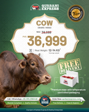 Karachi - Cow Share - Weight: 12 - 14 kg - Qurbani 2026  (Free Meat Delivery)