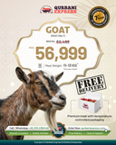 Karachi - Bakra - Weight: 11 - 13 kg - Qurbani 2026 (Free Meat Delivery)